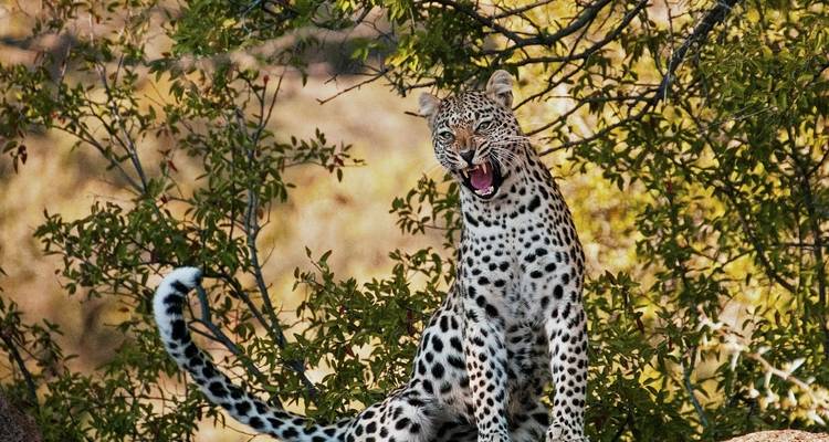 Excursiones y safaris de 3 días por los gorilas de Uganda - Kawira Safaris Ltd 6
