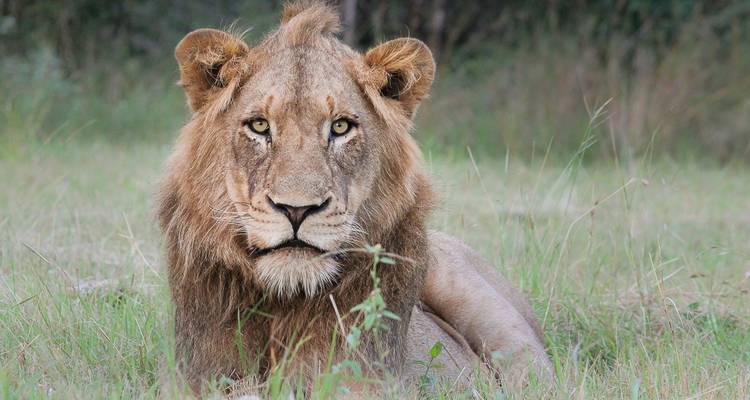 Excursiones y safaris de 3 días por los gorilas de Uganda - Kawira Safaris Ltd 7