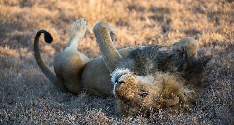 Excursiones y safaris de 3 días por los gorilas de Uganda - Kawira Safaris Ltd 8