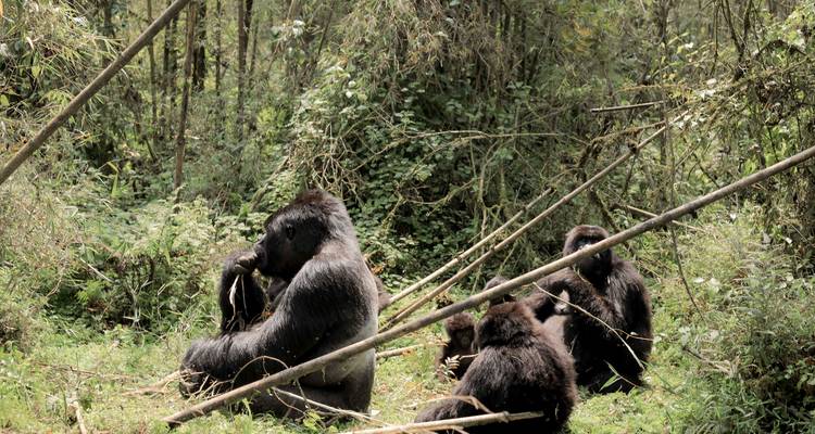 Excursiones y safaris de 3 días por los gorilas de Uganda - Kawira Safaris Ltd 10