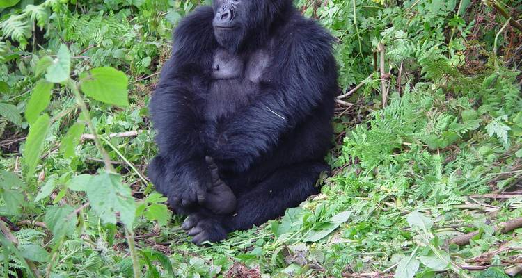 Trekking de 2 jours à la découverte des gorilles dans le parc de Mgahinga via Kigali - Kawira Safaris Ltd 1