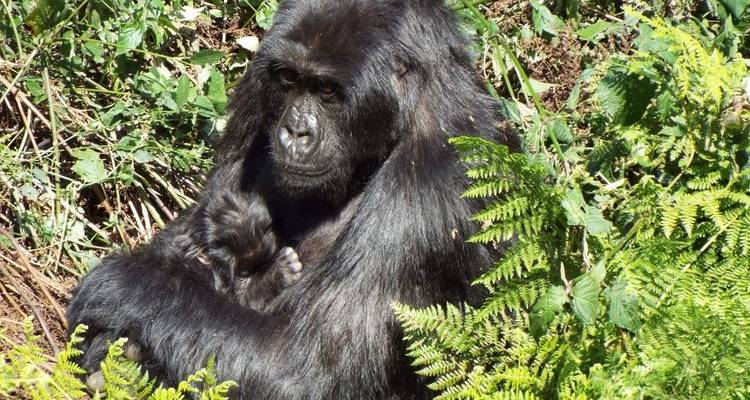 Trekking de 2 jours à la découverte des gorilles dans le parc de Mgahinga via Kigali - Kawira Safaris Ltd 3