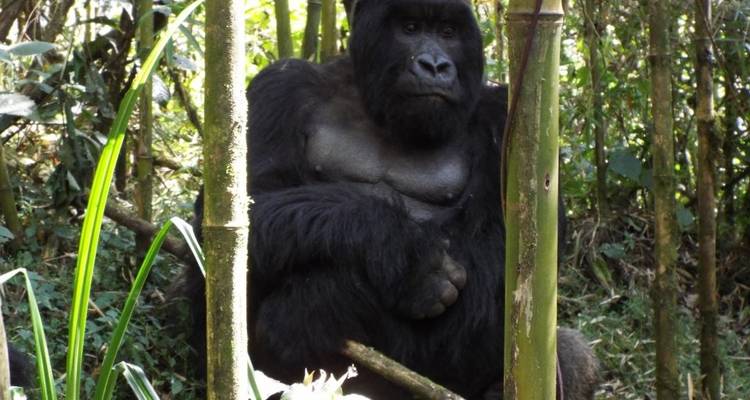 Trekking de 2 jours à la découverte des gorilles dans le parc de Mgahinga via Kigali - Kawira Safaris Ltd 4