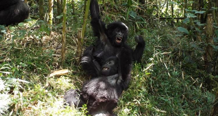 Trekking de 2 jours à la découverte des gorilles dans le parc de Mgahinga via Kigali - Kawira Safaris Ltd 6