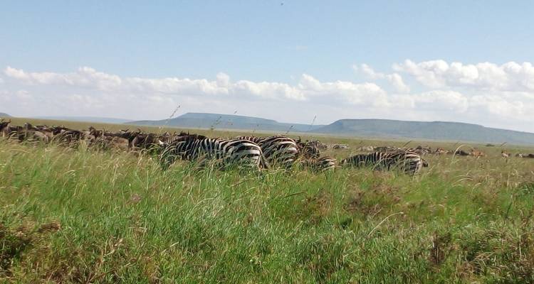 Safari de 4 jours pour la migration des gnous du Serengeti : visitez le célèbre Serengeti et le cratère du Ngorongoro à un prix abordable. - Africa Natural Tours 8