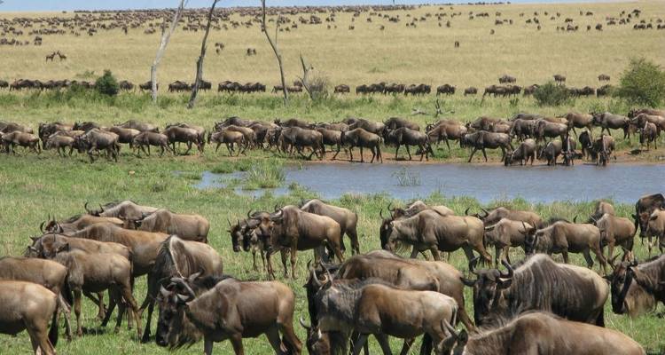 Eine Herde Gnus um ein Wasserloch.