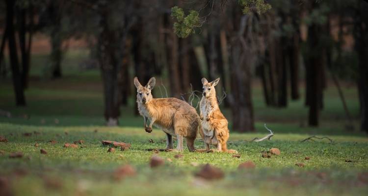 Aventure dans l'arrière- pays de l'Australie méridionale (33 destinations) - Intrepid Travel 3