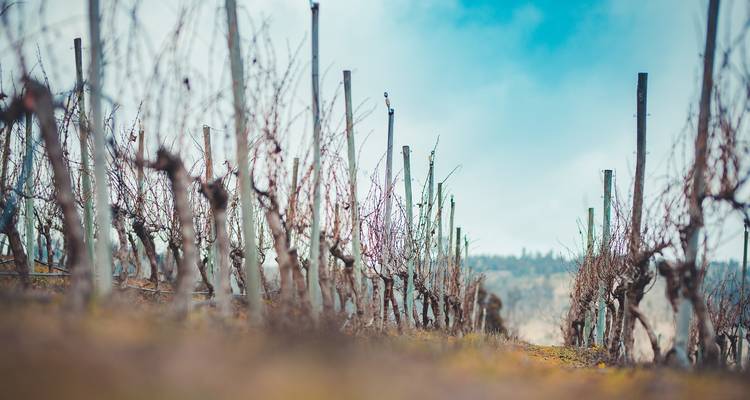 Private Wine & Food Experience in Chile: Casablanca, San Antonio Valley & Valparaiso  - Signature DMC 7