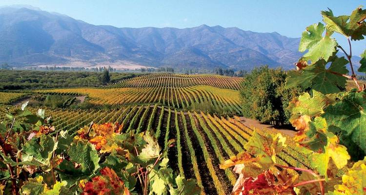 Private Wine & Food Experience in Chile: Casablanca, San Antonio Valley & Valparaiso  - Signature DMC 10