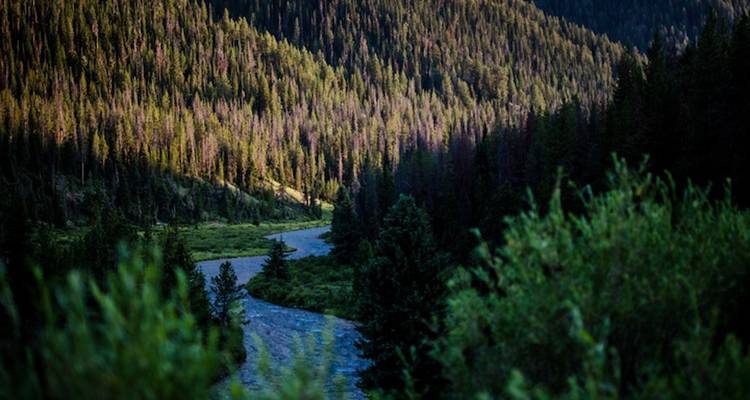 Wild Wyoming Llama Trek - Wildland Trekking 2
