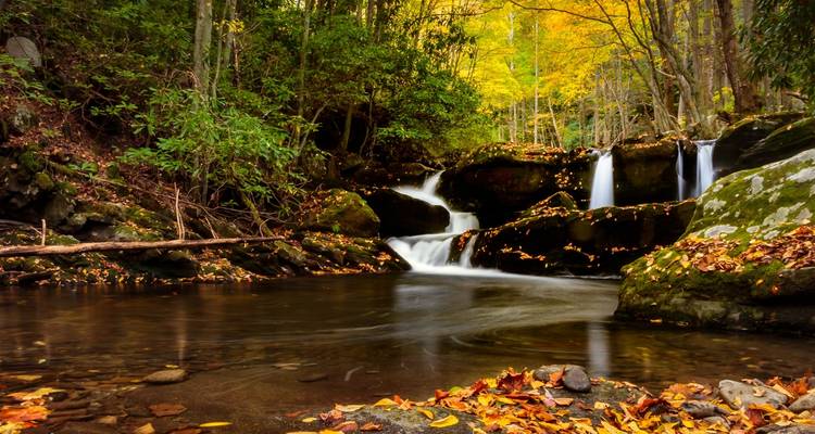 Altas cumbres y bosques antiguos de los Smokies - Wildland Trekking 1