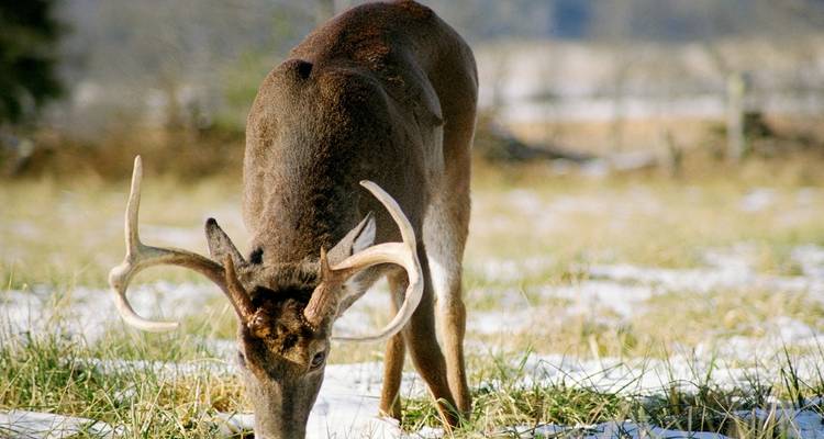 Le meilleur des Smokies et d'Asheville - Wildland Trekking 7