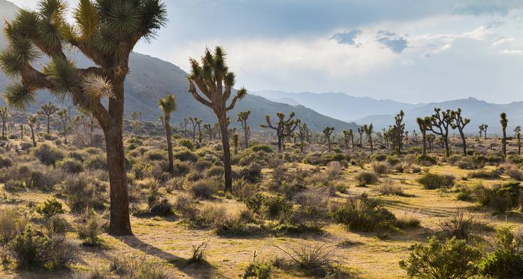 Lo mejor del valle de la Muerte y Joshua Tree - Wildland Trekking 4