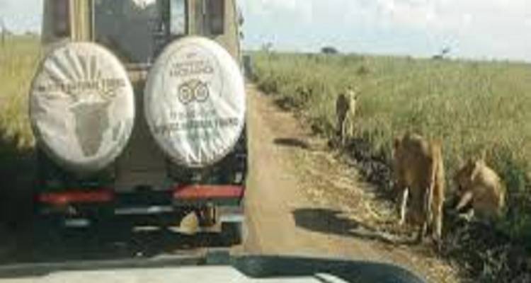 Best 2-Day Tanzania join group safari with Reasonable Price 2025/2026 - Africa Natural Tours 1