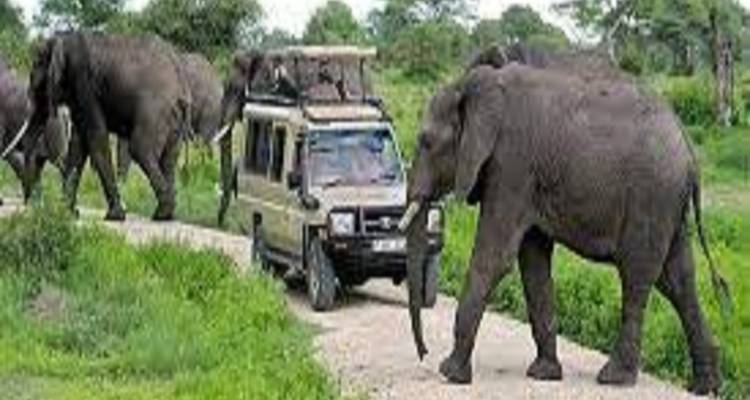 Best 2-Day Tanzania join group safari with Reasonable Price 2025/2026 - Africa Natural Tours 3