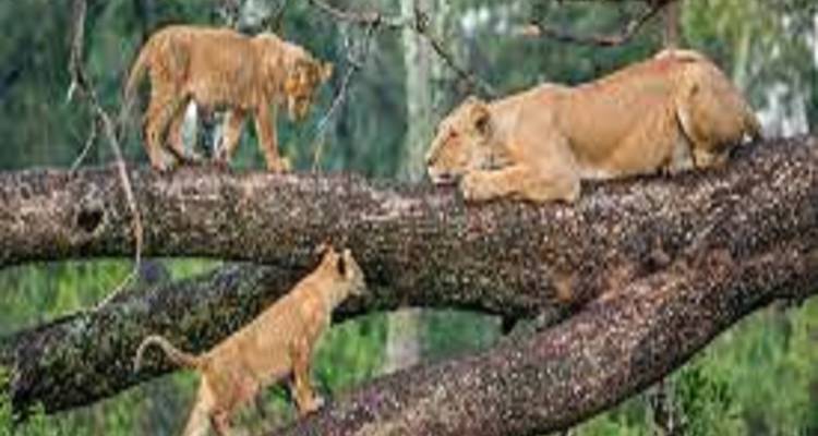 Best 2-Day Tanzania join group safari with Reasonable Price 2025/2026 - Africa Natural Tours 9