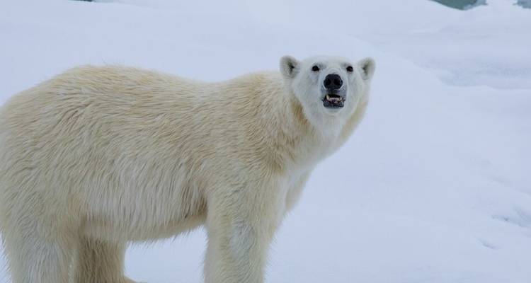 Best of the Western Arctic: Canada and Greenland from Toronto - Intrepid Travel 5