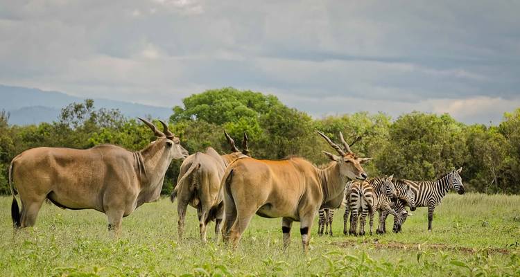 Eland en zebra grazend in een open veld met bomen in de verte.
