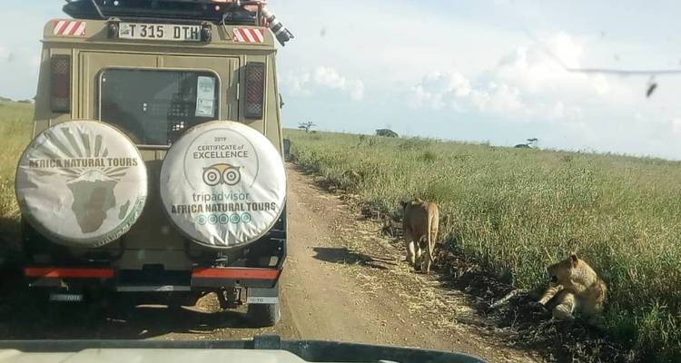 Touristenfahrzeug mit Löwen, die am Straßenrand ruhen.