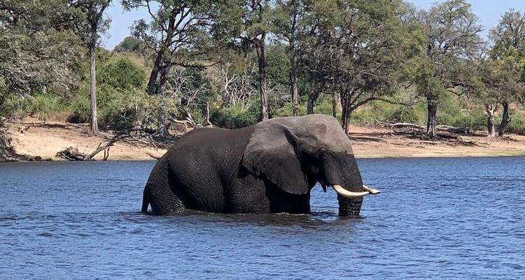 Hwange et chutes de Victoria - Afro Honeyguide Adventures 6