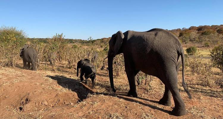 Hwange et chutes de Victoria - Afro Honeyguide Adventures 8
