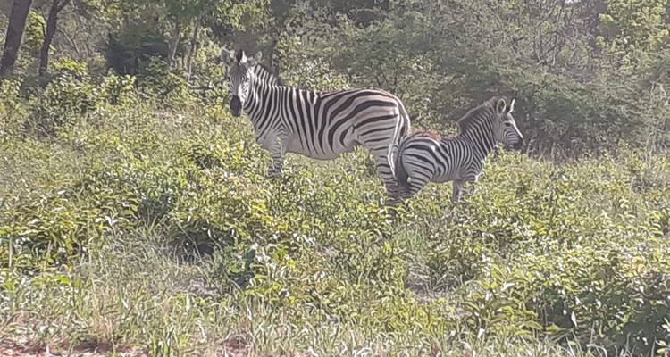 Hwange et chutes de Victoria - Afro Honeyguide Adventures 9