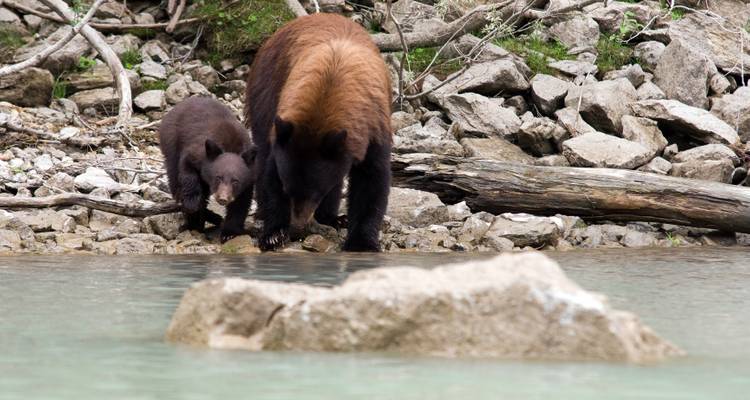 Discover the Canadian Rockies: Jasper to Banff - Exodus Adventure Travels 5