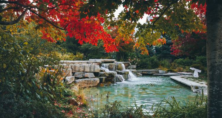 Schöner Garten mit einem Wasserfall und leuchtender Herbstlaubfärbung.