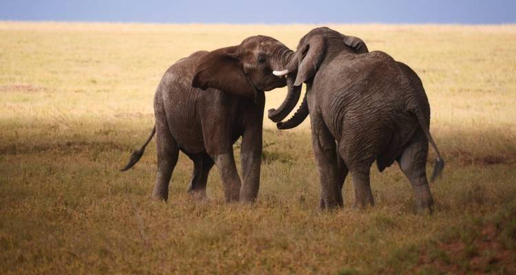 Meilleur safari de 3 jours en camping en Tanzanie au départ d'Arusha à un prix raisonnable. - Africa Natural Tours 10