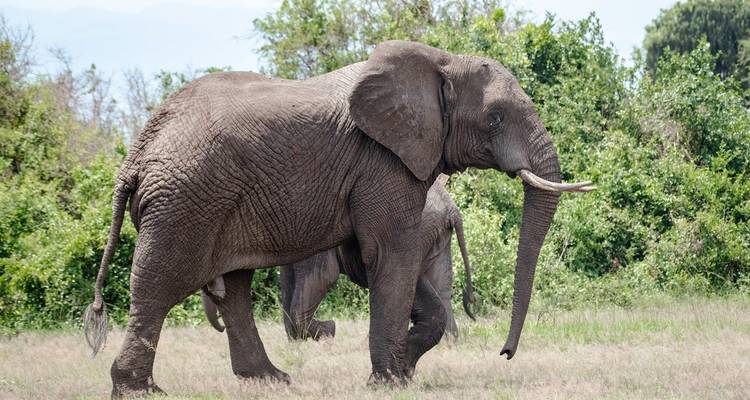 An elephant walking in a grassy area with trees in the background.