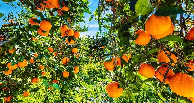 Visite privée des saveurs de la Sicile - gastronomie et vins - Soleto Travel 2