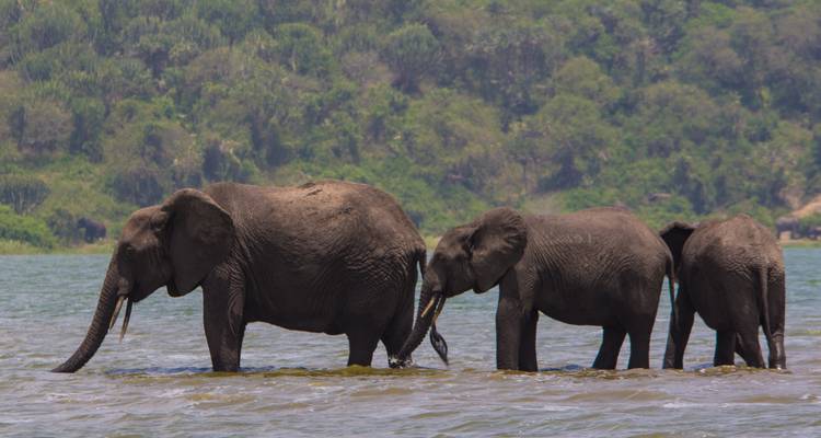 7 Days Amazing Gorilla and Wildlife Safari in Uganda - Kenlink Tours And Travel 1