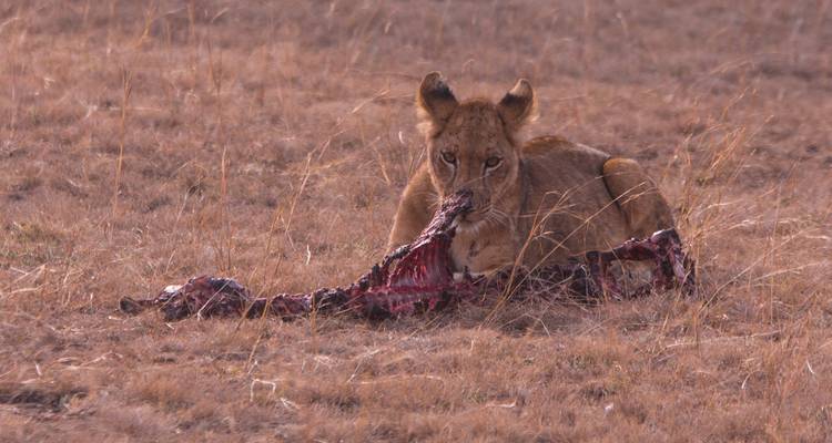7 Days Amazing Gorilla and Wildlife Safari in Uganda - Kenlink Tours And Travel 3
