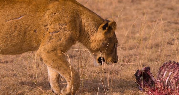 7 Days Amazing Gorilla and Wildlife Safari in Uganda - Kenlink Tours And Travel 4