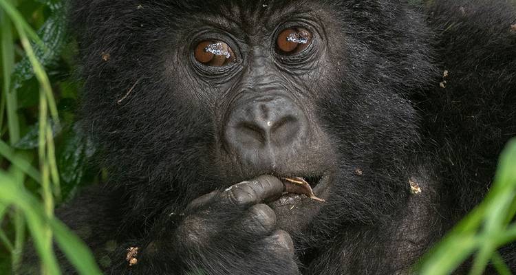 7 Days Amazing Gorilla and Wildlife Safari in Uganda - Kenlink Tours And Travel 6