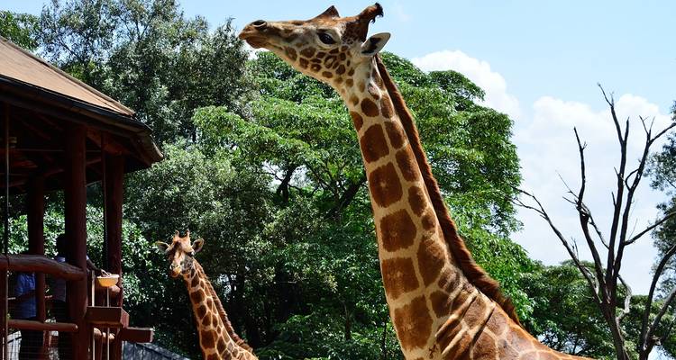 La mejor circuito de un día a Nairobi: circuito guiado al Parque Nacional de Nairobi, orfanato de elefantes y centro de jirafas - Gracepatt Ecotours Kenya 9