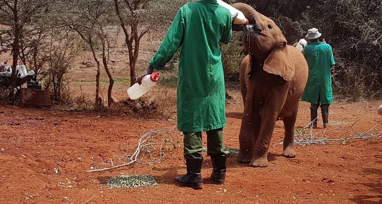 Nairobi Highlight:  Giraffe Centre, Elephant Orphanage, Kazuri Beads Factory and Bomas of Kenya Day Tour from Nairobi - Gracepatt Ecotours Kenya 4