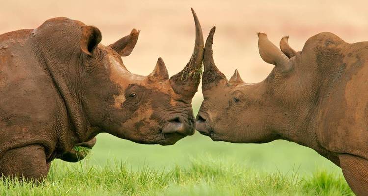 3-Days Aberdares & Sweetwaters Ol Pejeta Chimpanzee Sanctuary Private Safari - Gracepatt Ecotours Kenya 4