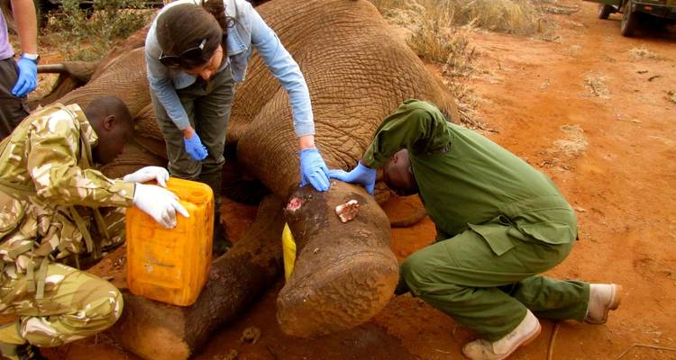 Volunteer with Wildlife Animals in Kenya - Gracepatt Ecotours Kenya 2