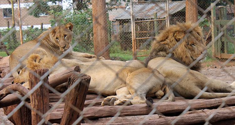 Volunteer with Wildlife Animals in Kenya - Gracepatt Ecotours Kenya 3