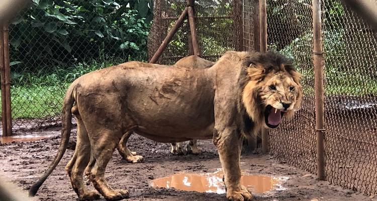 Volunteer with Wildlife Animals in Kenya - Gracepatt Ecotours Kenya 6