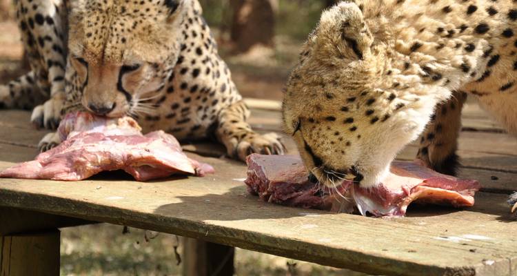 Volunteer with Wildlife Animals in Kenya - Gracepatt Ecotours Kenya 7