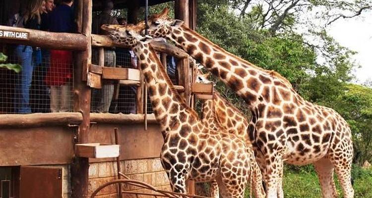 Des girafes se nourrissant depuis le balcon d'un lodge avec des gens qui regardent.