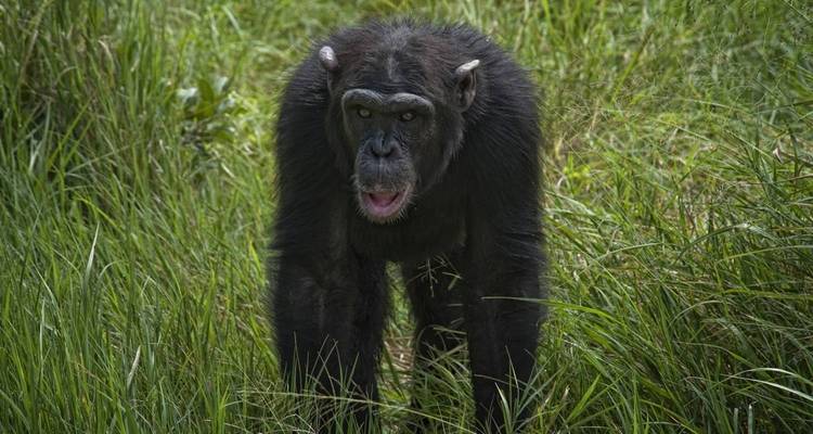 Safari de 2 días y 1 noche a Ol Pejeta Conservancy desde Nairobi - Gracepatt Ecotours Kenya 3