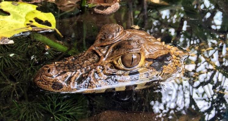 Circuit Premium dans la jungle péruvienne de Tambopata 4 jours 3 nuits - PVTravels 2