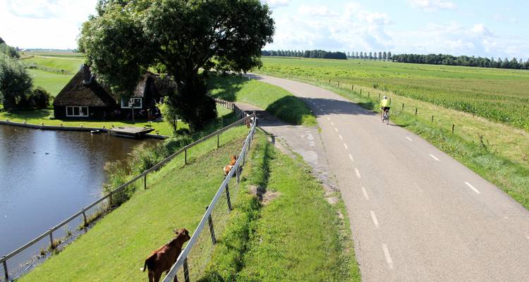 Cycliste sur une route rurale pittoresque avec un canal et des vaches.