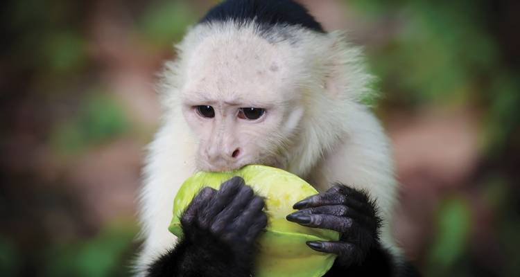 Costa Rica Guanacaste aventura - Active Adventures 2