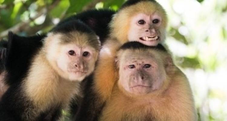 Costa Rica Guanacaste aventura - Active Adventures 10