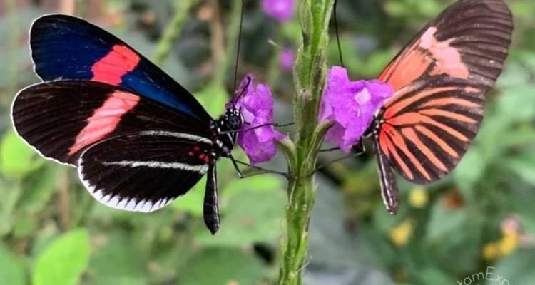 14 jours en Équateur : Amazonie et îles Galápagos - Responsible Travel South America 6