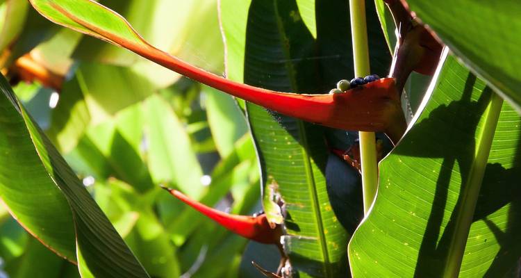 4 Days Yasuni Amazon Ecolodge - Responsible Travel South America 4